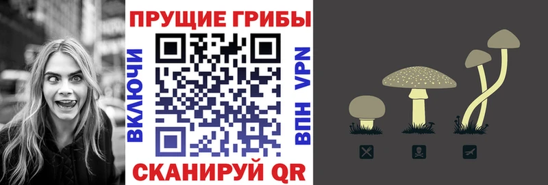 Купить закладки  Губкинский  Галлюциногенные грибы Cubensis 